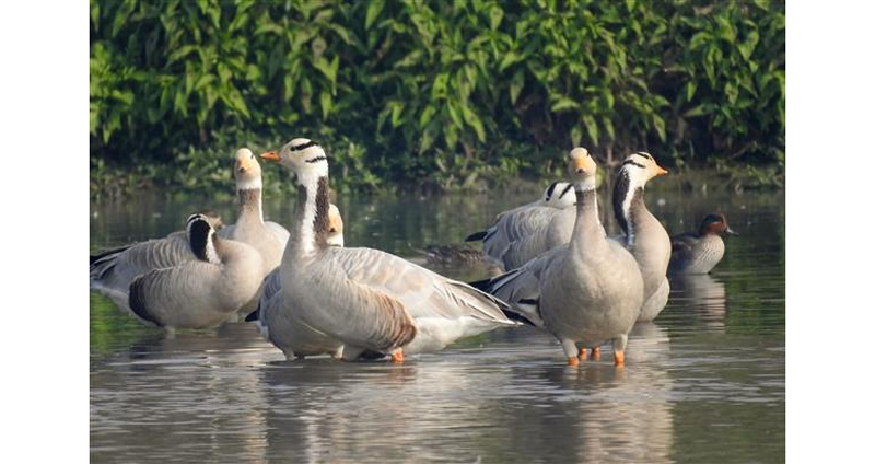 Migratory birds at Harike wetland in Punjab. `Migratory birds at Harike wetland in Punjab.