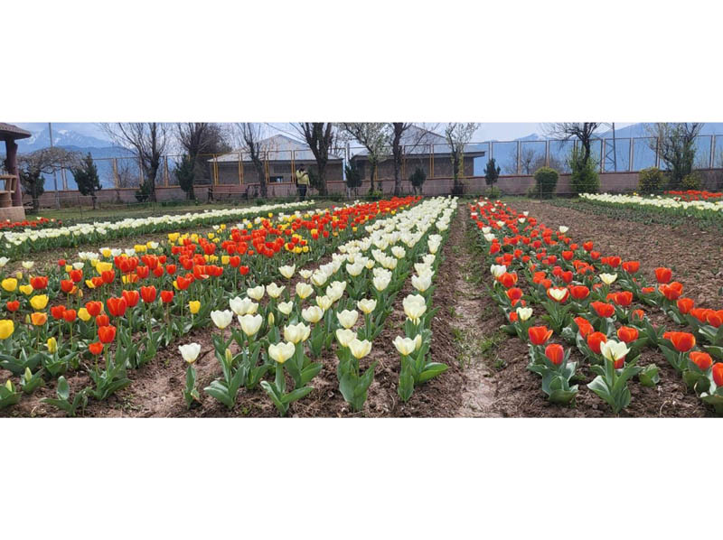 A view of tulip flowers blooming in a garden at Kud in Udhampur district. (UNI) A view of tulip flowers blooming in a garden at Kud in Udhampur district. (UNI)