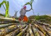 Govt Hikes Sugarcane Price By Rs 10 To Rs 315 Per Quintal For 2023-24 Season