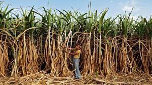 Govt hikes sugarcane price by Rs 10 to Rs 315 per quintal for 2023-24 season Govt hikes sugarcane price by Rs 10 to Rs 315 per quintal for 2023-24 season