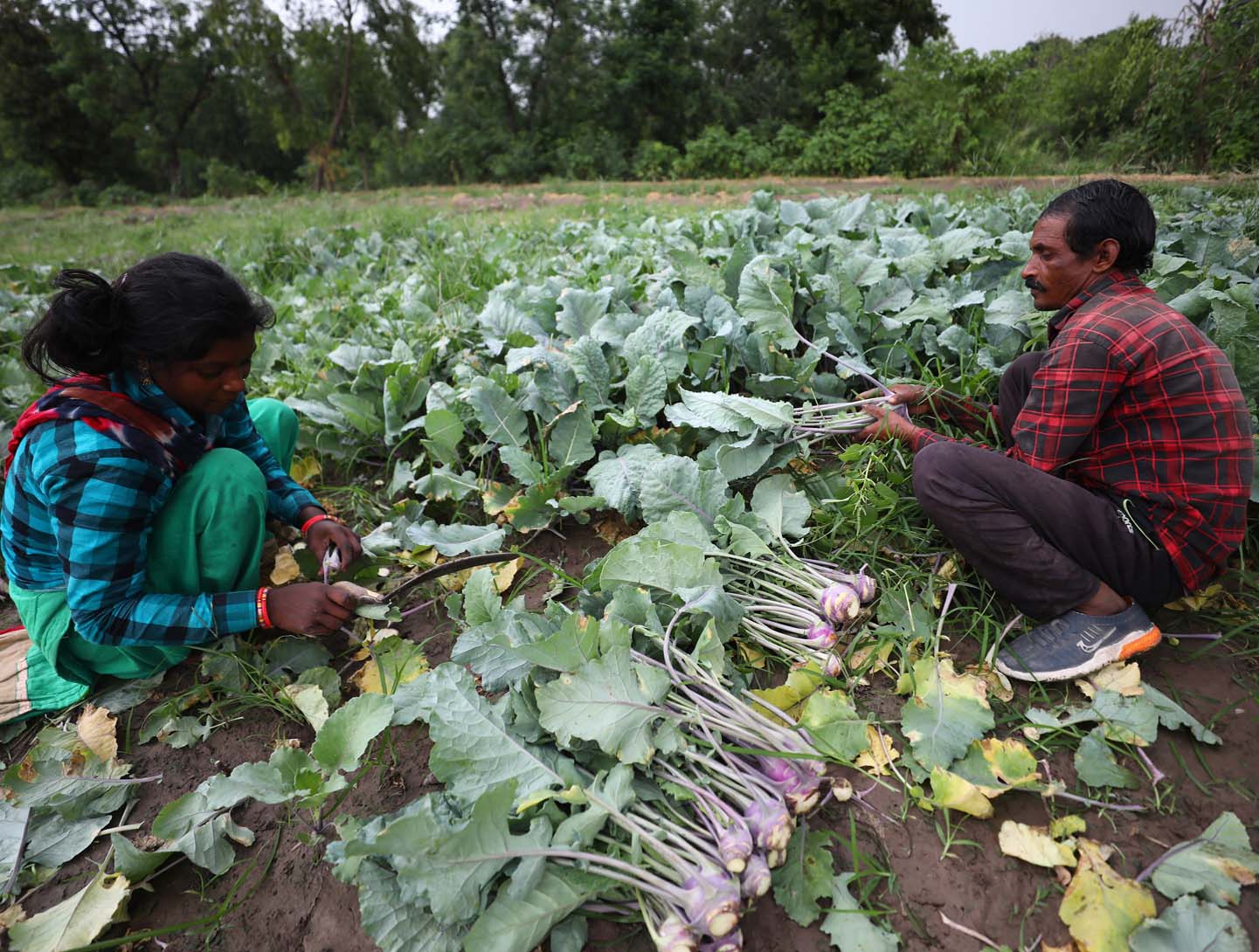 Villagers work in a vegetable field on the outskirts of Jammu. Excelsior Rakesh
