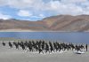 Indian Army Personnel Perform Yoga At Ladakh's Pangong Tso Lake