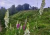 Rare Wild Flower Bloom A Beautiful Surprise For Tourists Visiting J&K's Bhaderwah