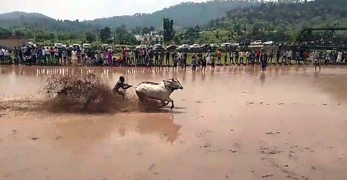 A farmer participating in bull race in Doongi block of district Rajouri on Sunday. -Excelsior/Imran A farmer participating in bull race in Doongi block of district Rajouri on Sunday. -Excelsior/Imran