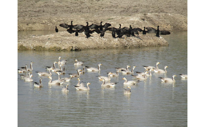 Migratory birds at a wetland in Rajasthan. Migratory birds at a wetland in Rajasthan.
