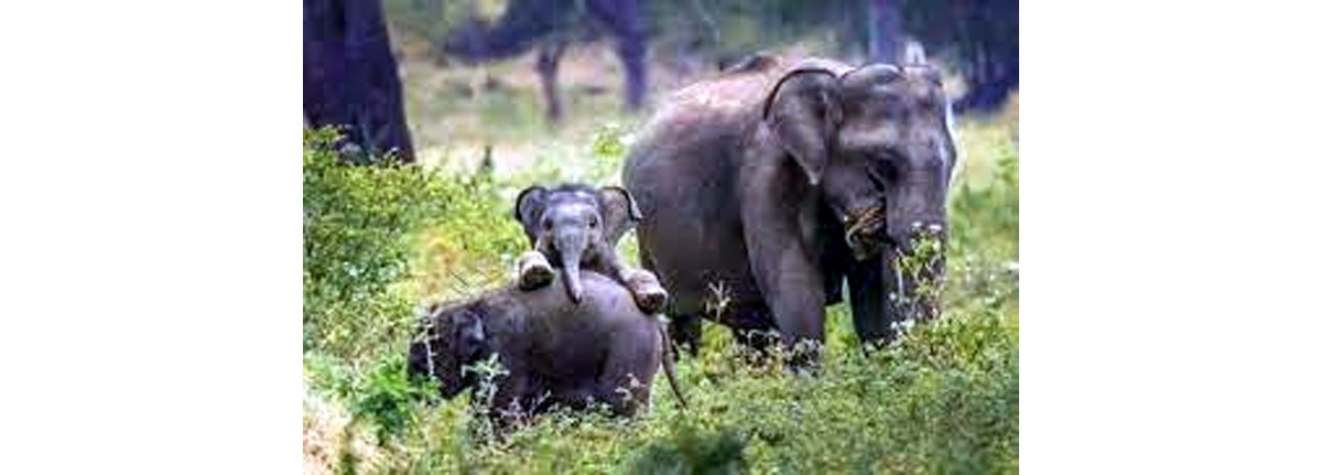 World Elephant Day: First elephant corridor identified in Bihar World Elephant Day: First elephant corridor identified in Bihar