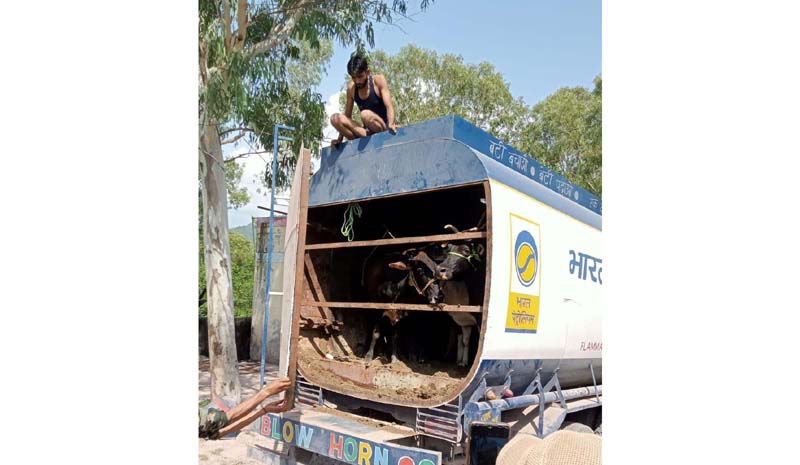 Bovine animals loaded in Oil Tanker and being smuggled to Kashmir via Mughal Road, seized by police in Rajouri. -Excelsior/ Imran Bovine animals loaded in Oil Tanker and being smuggled to Kashmir via Mughal Road, seized by police in Rajouri. -Excelsior/ Imran