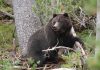 Two Injured In Separate Bear Attacks In J&K’s Doda