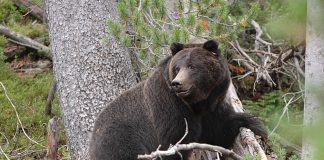 Two Injured In Separate Bear Attacks In J&K’s Doda
