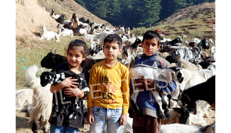 With winter around the corner, the nomadic Bakerwal tribe of Jammu and Kashmir begins moving from the upper reaches to plains in Jammu on Tuesday. (UNI) With winter around the corner, the nomadic Bakerwal tribe of Jammu and Kashmir begins moving from the upper reaches to plains in Jammu on Tuesday. (UNI)