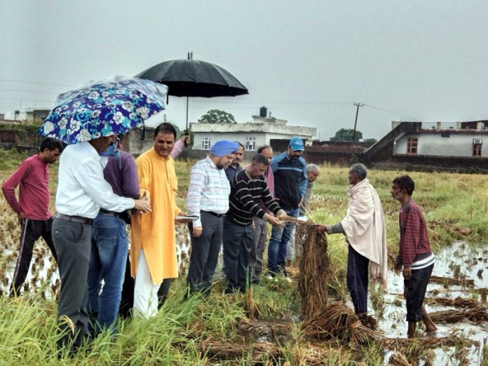 The officers of Agriculture Department assessing the loss caused to Basmati crop in Marh area due to recent rains and hailstorm.