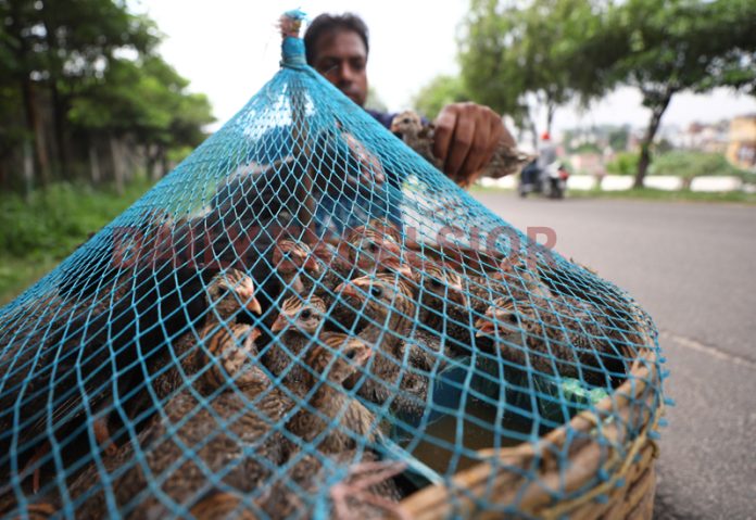 A vendor selling Partridges in Jammu. -Excelsior/Rakesh