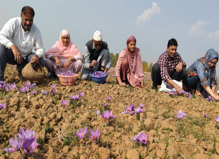 A family busy in plucking saffron flowers from the fields at Samboora in Pulwama. -Excelsior/Younis Khaliq