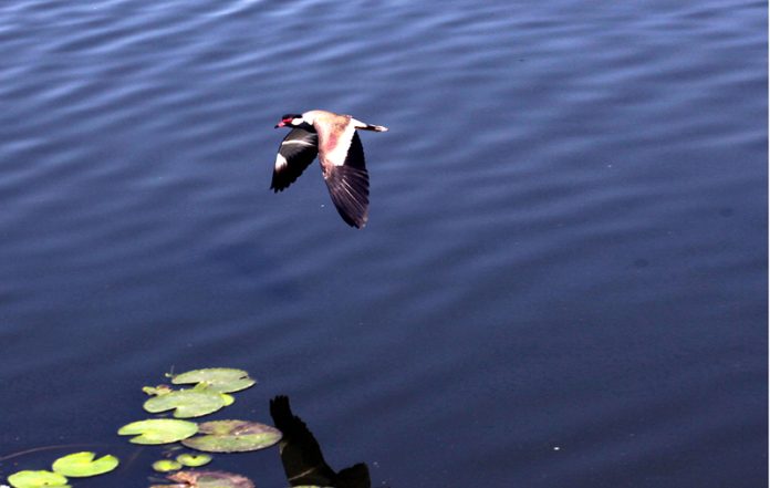 A bird flies over Surinsar lake in search of food. -Excelsior/Rakesh