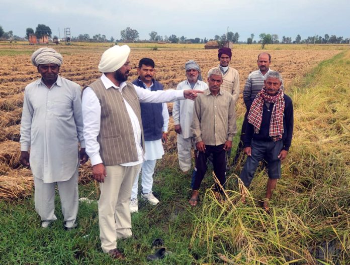 Congress leader, Taranjit Singh Tony assesses damages to crops in village Sai of R.S Pura on Friday.