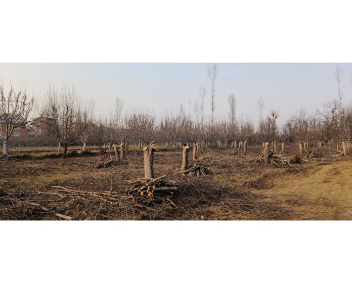 A view of traditional apple trees being cut at an orchard in Pulwama to make way for planting high-density varieties. — Excelsior/Yunis Khaliq