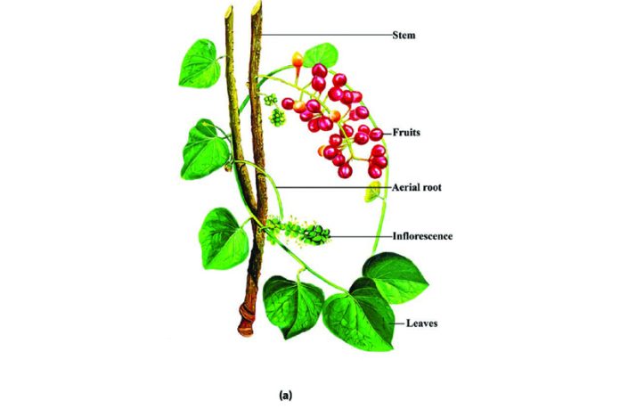 British Pharma accepts usefulness of Giloy in liver diseases