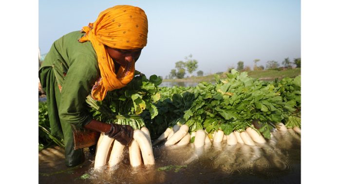 A woman work in her vegetable farm on the outskirts of Jammu. —Excelsior/Rakesh