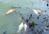 Dead fish floating on water in Mansar Lake