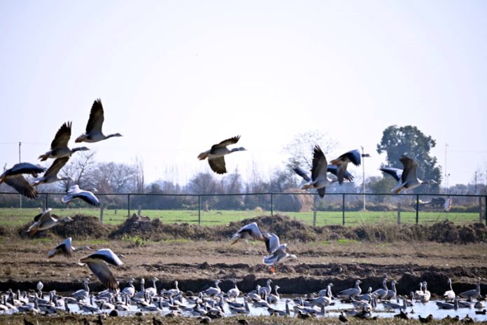 Birds flocking over Gharana Wetland.