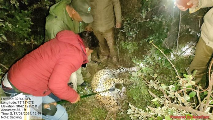 Officials of Wildlife Department trying to rescue a strangled leopardess. -Excelsior/K Kumar Officials of Wildlife Department trying to rescue a strangled leopardess. -Excelsior/K Kumar