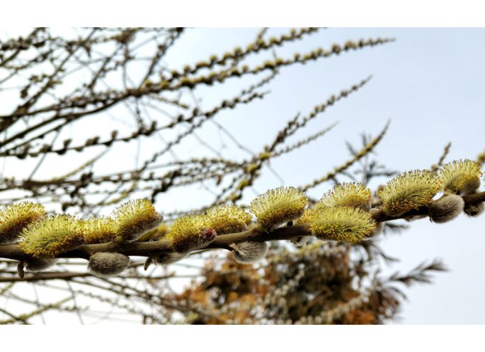 Bloom of buds on a tree branch signals steady arrival of spring in Srinagar. -Excelsior/Shakeel