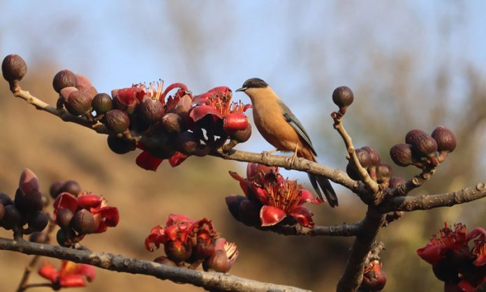A Rufous Sibia is visiting a Simolu flower in Poonch. — Excelsior/Rahi Kapoor