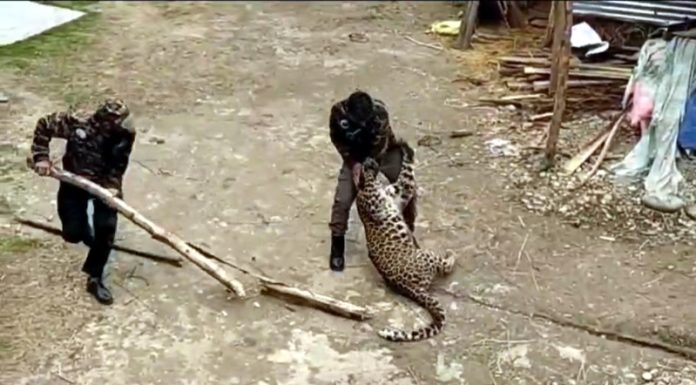 A wildlife official grapples with leopard in Fatehpur area of Ganderbal on Wednesday. A wildlife official grapples with leopard in Fatehpur area of Ganderbal on Wednesday.