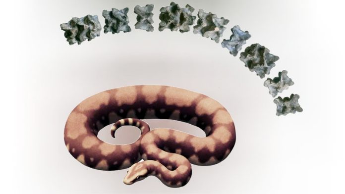 snake fossils