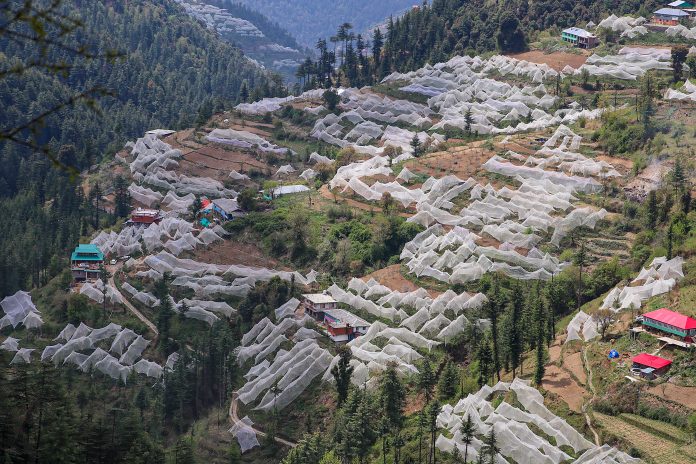 Unhappy Himachal apple growers may upset BJP apple cart as SKM extends support to Cong