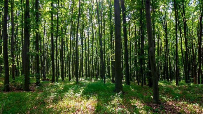 India highlights forest conservation, sustainable management initiatives at 19th session of UNFF