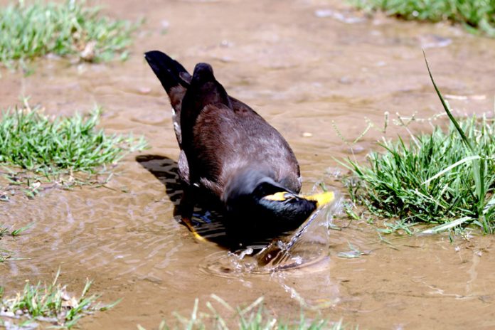 A Myna cooling itself down in water as temperature soars in Srinagar. —Excelsior/Shakeel A Myna cooling itself down in water as temperature soars in Srinagar. —Excelsior/Shakeel