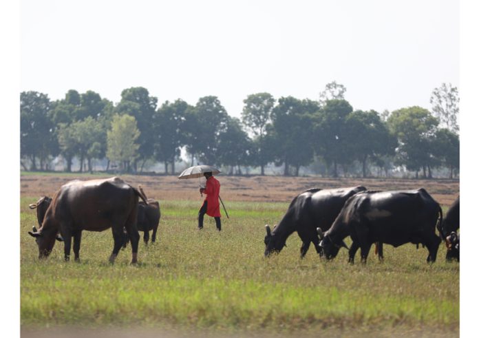 A boy holds umbrella while grazing buffaloes on a hot summer day on the outskirts of Jammu. - Excelsior/Rakesh