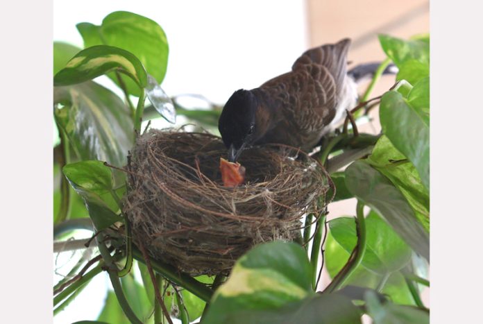 Nightingale feeds its chick in Jammu. -Excelsior/Rakesh