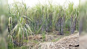 Vegan leather from sugarcane: PETA sees potential in India's agri-waste Vegan leather from sugarcane: PETA sees potential in India's agri-waste