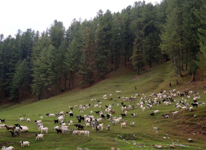Grazing time at Jai valley. -Excelsior/Rakesh