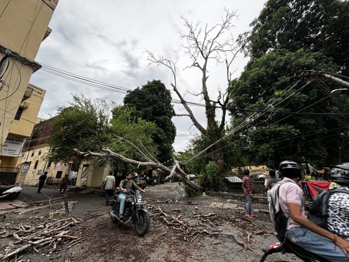 A tree falls on a power transmission line at Kachi Chawni in Jammu following thundershowers on Friday. — Excelsior/Rakesh