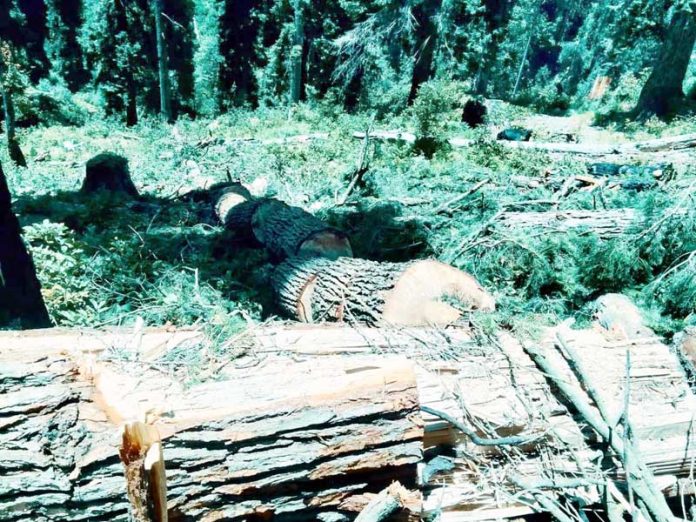 Illegally axed green pine trees at Batogra Panchayat in Tanta Forest Block of Bhadarwah. — Excelsior/Tilak Raj Illegally axed green pine trees at Batogra Panchayat in Tanta Forest Block of Bhadarwah. — Excelsior/Tilak Raj