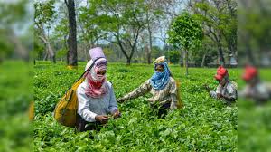 Tea exports remain stagnant in 2023 Tea exports remain stagnant in 2023