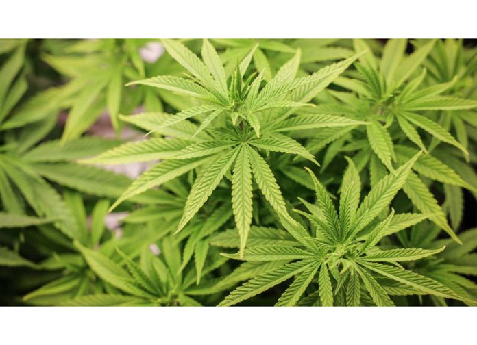 Wild cannabis on 12 kanals destroyed