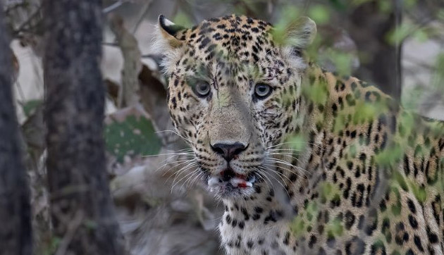 J&K Wildlife Department Captures Leopard In Banihal J&K Wildlife Department Captures Leopard In Banihal