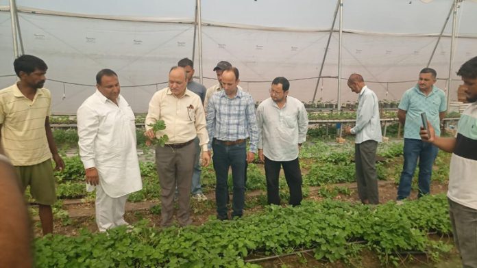 Director Horticulture Jammu, CL Sharma along with other officers at a strawberry cluster in RS Pura, Jammu.