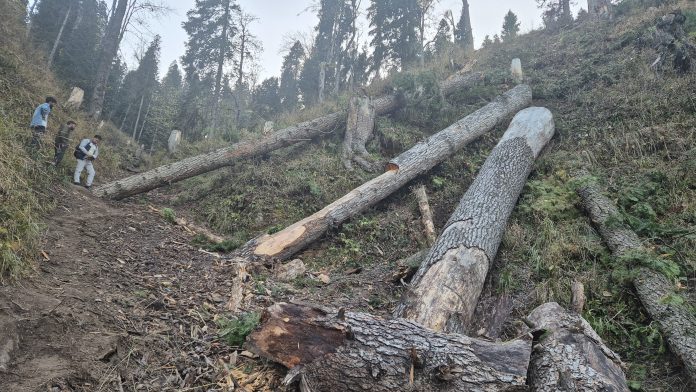 77 Cases Of Illegal Felling Of Conifer Trees Reported In J&K's Doda 77 Cases Of Illegal Felling Of Conifer Trees Reported In J&K's Doda