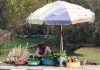 Along the banks of Dal Lake, a local woman vendor sells fresh vegetables, including lotus stems, grown in the lake’s fertile interiors. -Excelsior/Shakeel