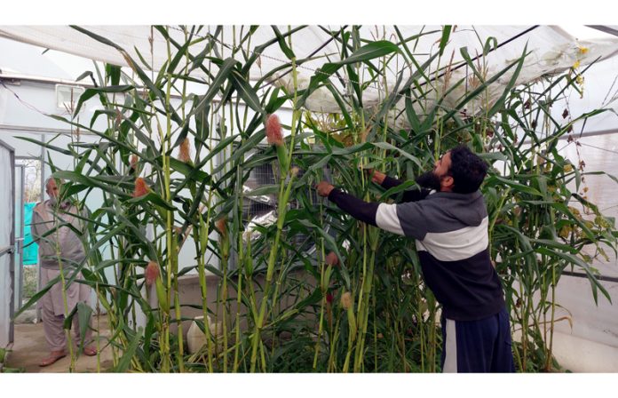 Gazanfar from Ganderbal’s Takibal Khranihama busy at his hi-tech farm which he has set up with the help of Agriculture Department.