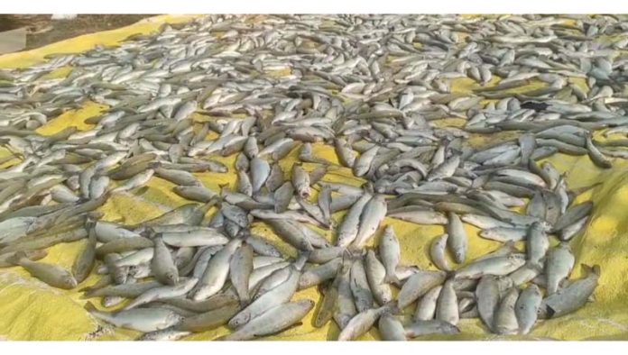 Fishes that died after the water supply to the farm was cut off by miscreants in Bandipora on Wednesday. -Excelsior/Firdous Ahmad