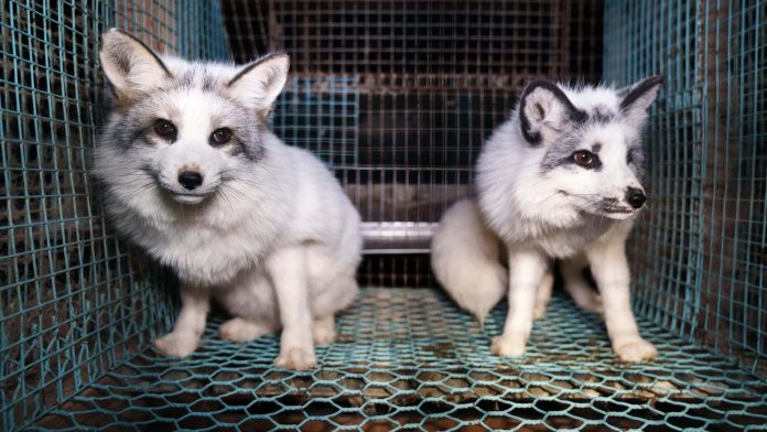 Activists release images of foxes at  Finnish fur farms to push EU to ban trade