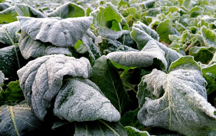 Frostly conditions prevail as Srinagar shivers at record -5.4 degree celsius on Tuesday. -Excelsior/Shakeel