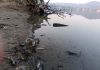 Dead fish floating in the Mansar lake. -Excelsior/Nischant