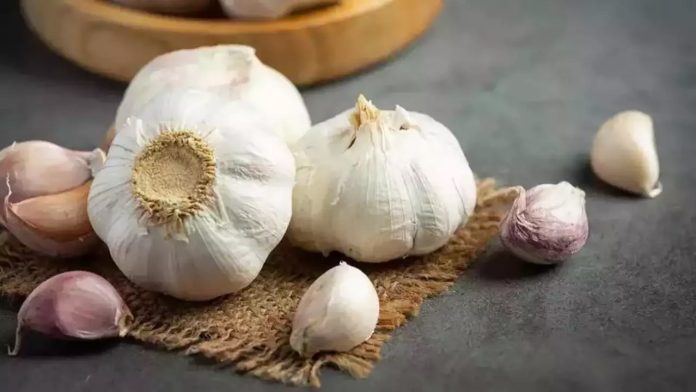 Garlic